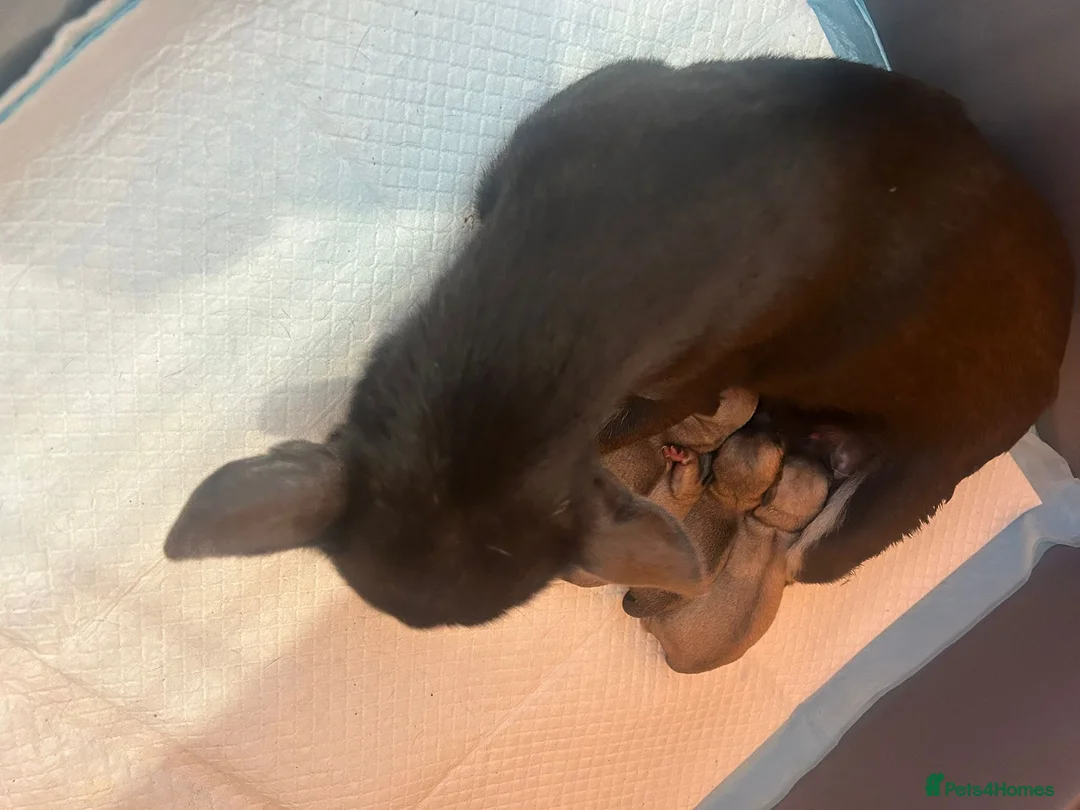 Chihuahua dogs for sale: Gorgeous Short Haired Pedigree Registered Chi Pups - Advert 2
