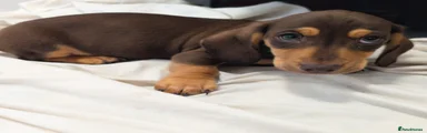Miniature Dachshund 1