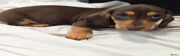 Miniature Dachshund dogs for sale: Ready to Go Beautiful miniature Dachshund  - Advert 5