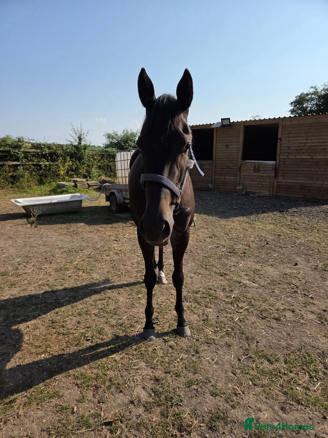 English Thoroughbred horses for sale: Two lovely thoroughbred Youngsters  - Advert 2