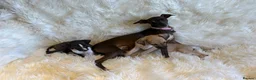 Italian Greyhound dogs for sale: ✨ KC Registered Italian Greyhound puppies ✨ - Advert 17