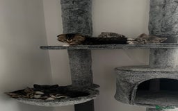 Mixed Breed cats for sale: All ready for there forever homes  - Image 2
