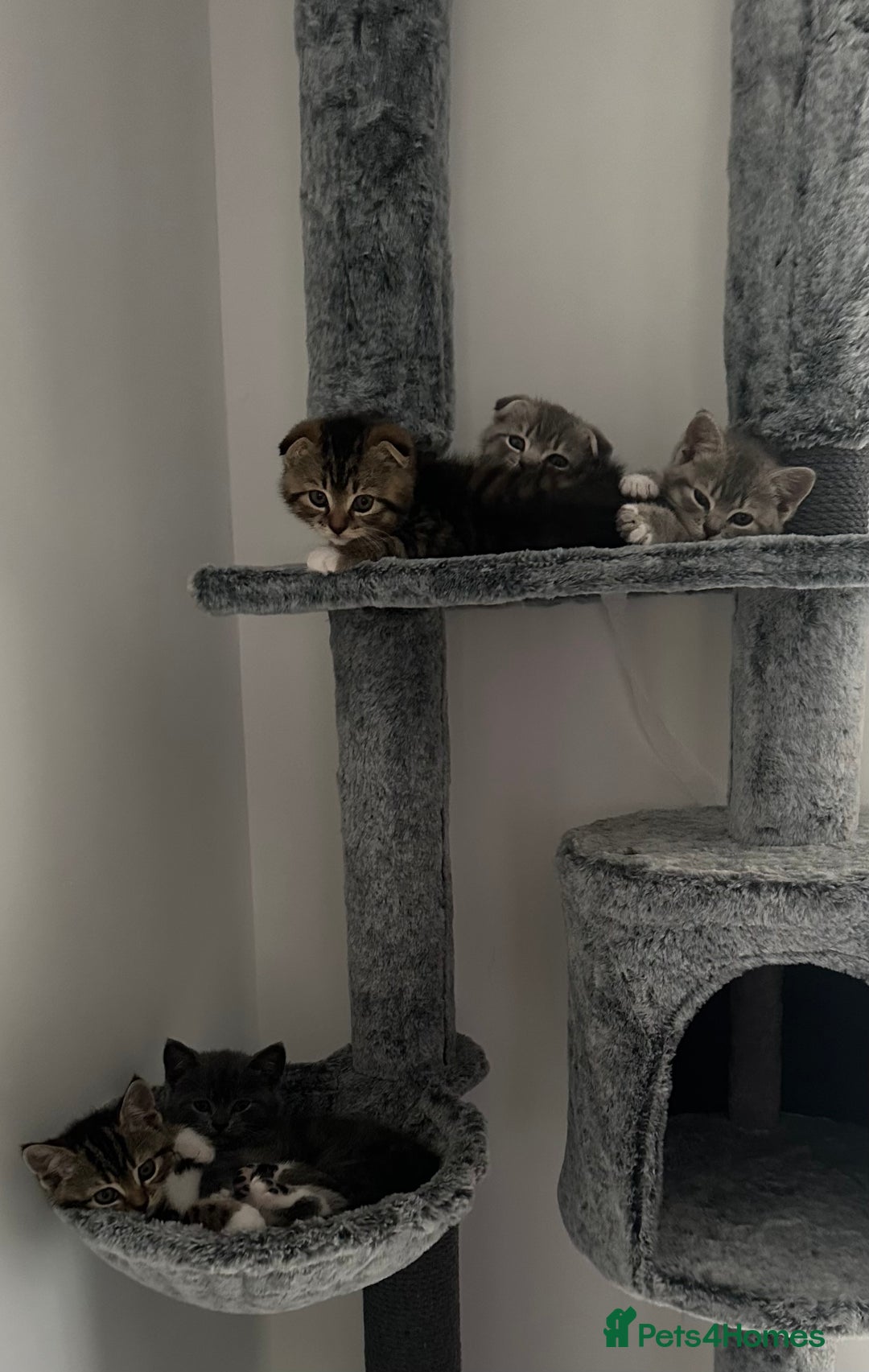 Mixed Breed cats for sale: All ready for there forever homes  - Image 2