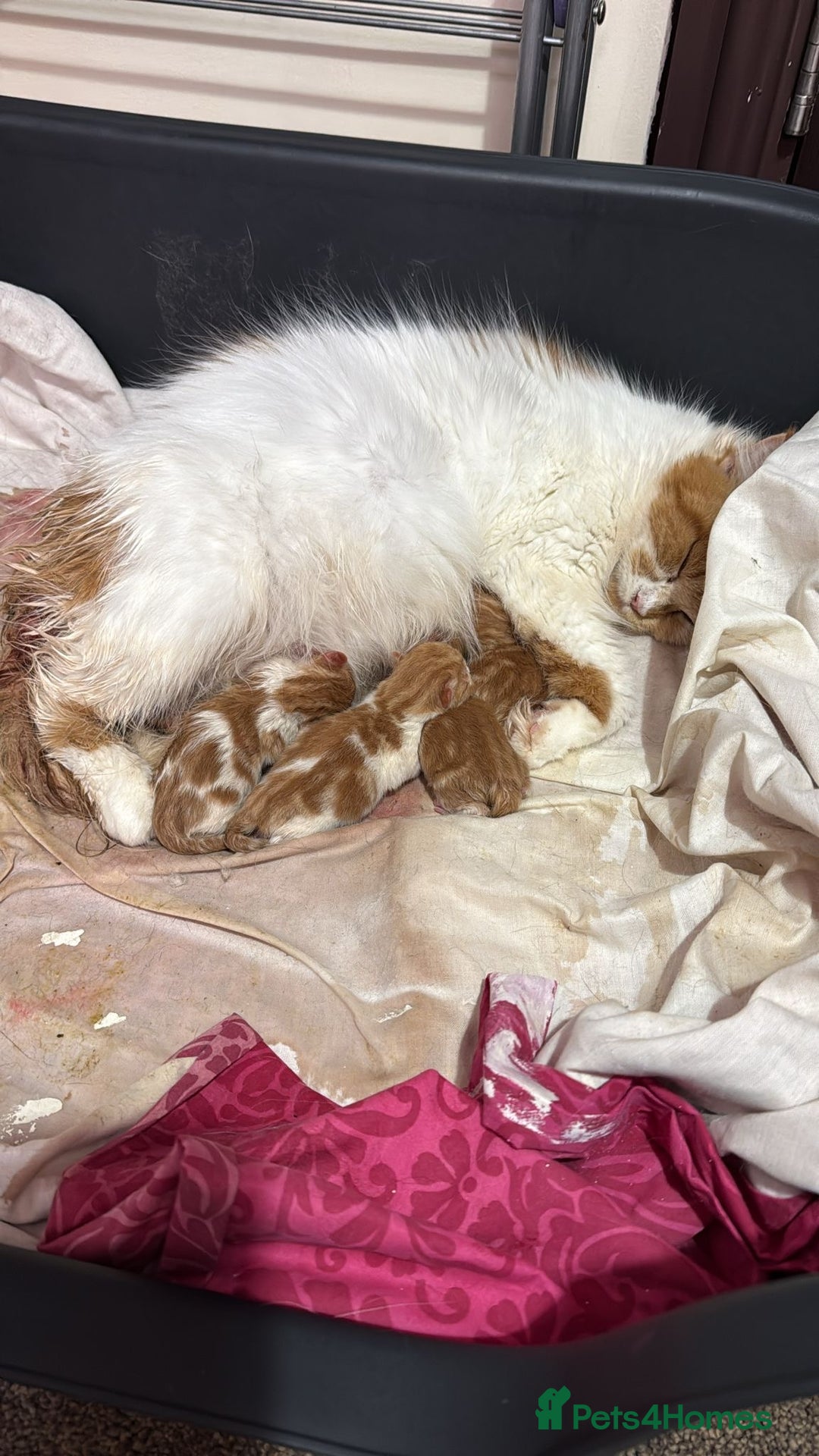 Mixed Breed cats for sale: Stunningly Gorgeous ginger kittens - Image 8