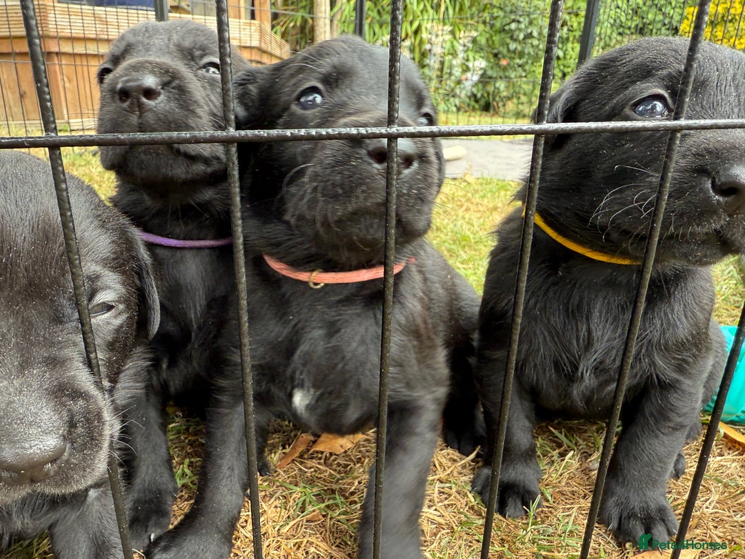Labrador Retriever dogs for sale: 9 Gorgeous Black Labrador Puppies - Image 3