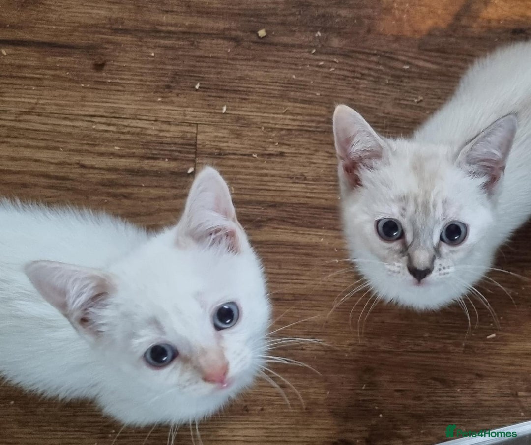 Mixed Breed cats for sale: Kittens for sale - Advert 3