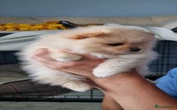 Pomeranian dogs for sale: 3 male Pomeranian puppies, 1 cream, 2 cream sable. - Image 9