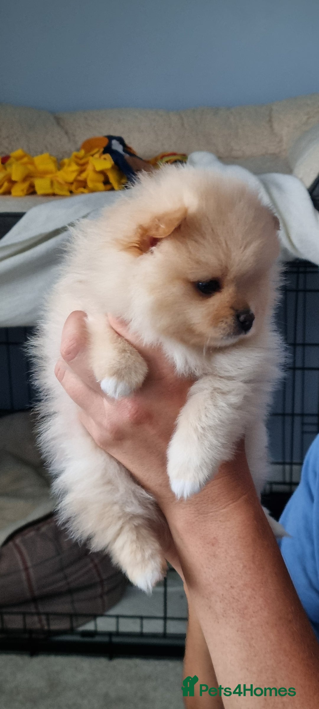 Pomeranian dogs for sale: 3 male Pomeranian puppies, 1 cream, 2 cream sable. - Image 9