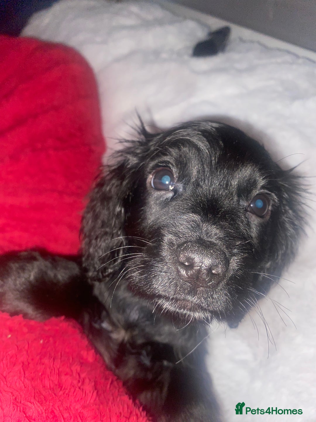 Cocker Spaniel dogs for sale: Show type - Advert 3