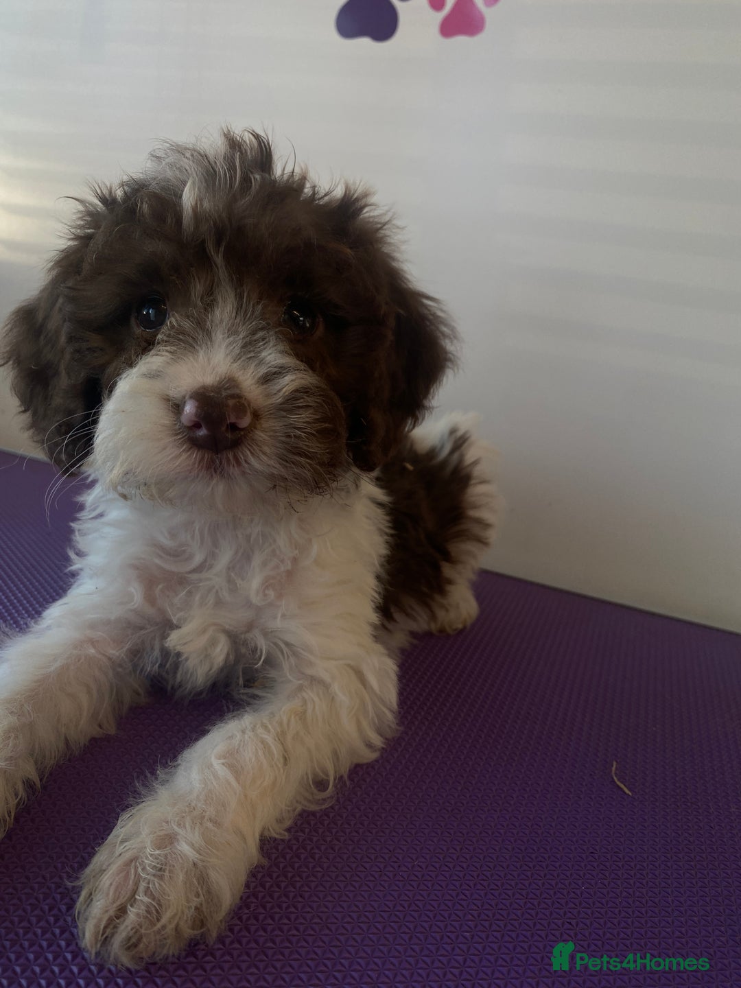 Cockapoo dogs for sale: Cockapoos ready now  - Image 32