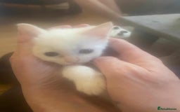 Sphynx cats for sale: Snow coated shpynx with sky blue eyes - Image 9