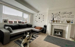 Siberian Husky dogs for sale: Demon - Image 5
