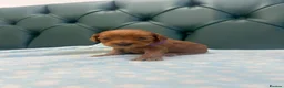 Cockapoo dogs for sale: 5⭐️ Licensed breeder. F1 cockapoo PRA Clear - Advert 20