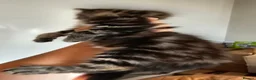 Mixed Breed cats for sale: Maine coon cross tabby - stunning fluffy kittens.. in Bridge of Weir - Advert 26