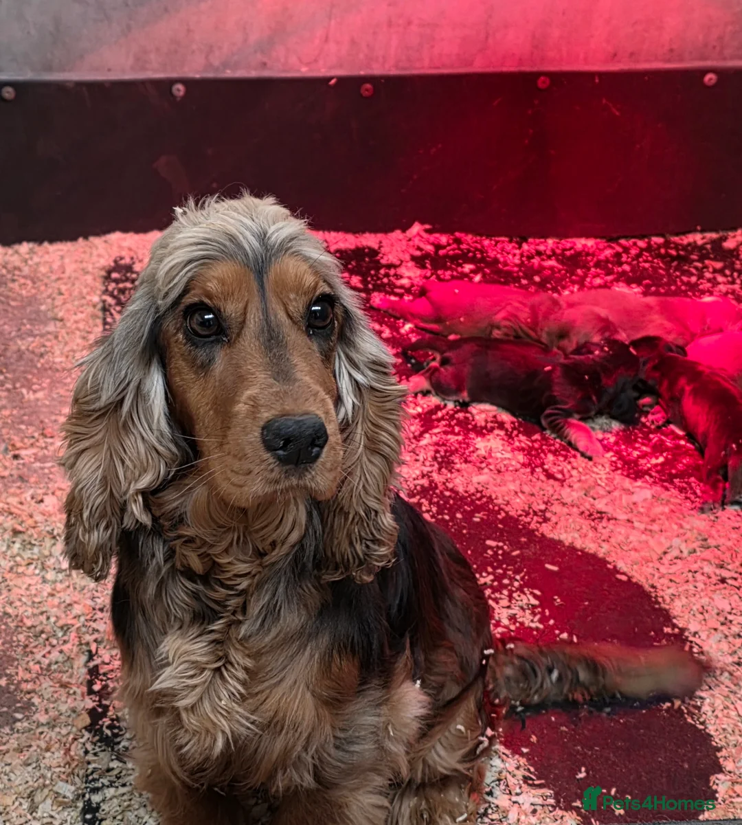 Cocker Spaniel dogs for sale: ⭐️ Show Type Cocker Spaniel Puppies ⭐️ - Advert 13