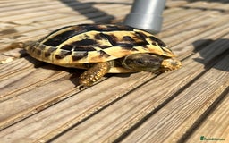 Tortoise reptiles for sale: Hermanns tortoise - Image 2