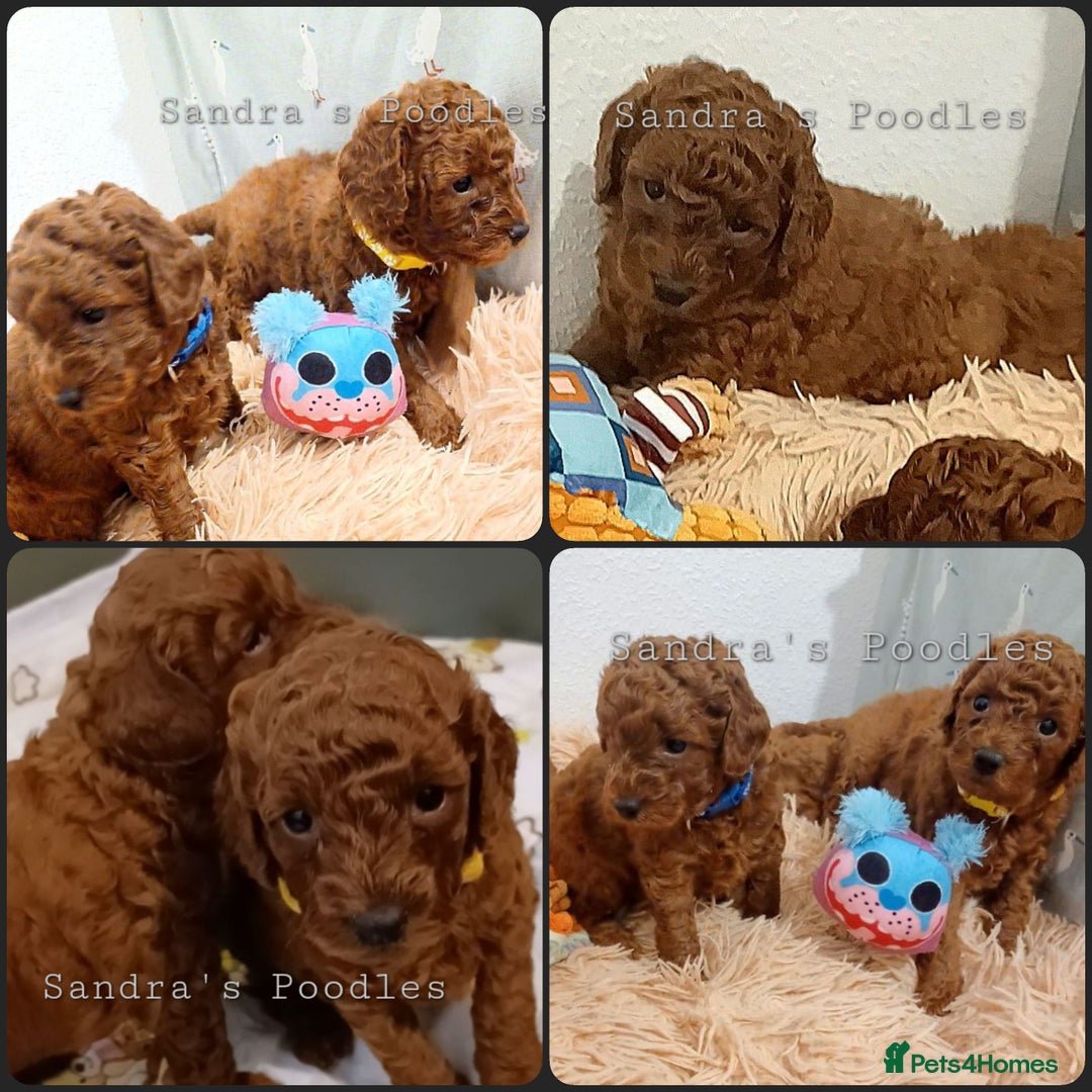 Miniature Poodle dogs for sale: ☆Quality KC Red Mini Poodles DNA Health Tested☆ - Advert 2
