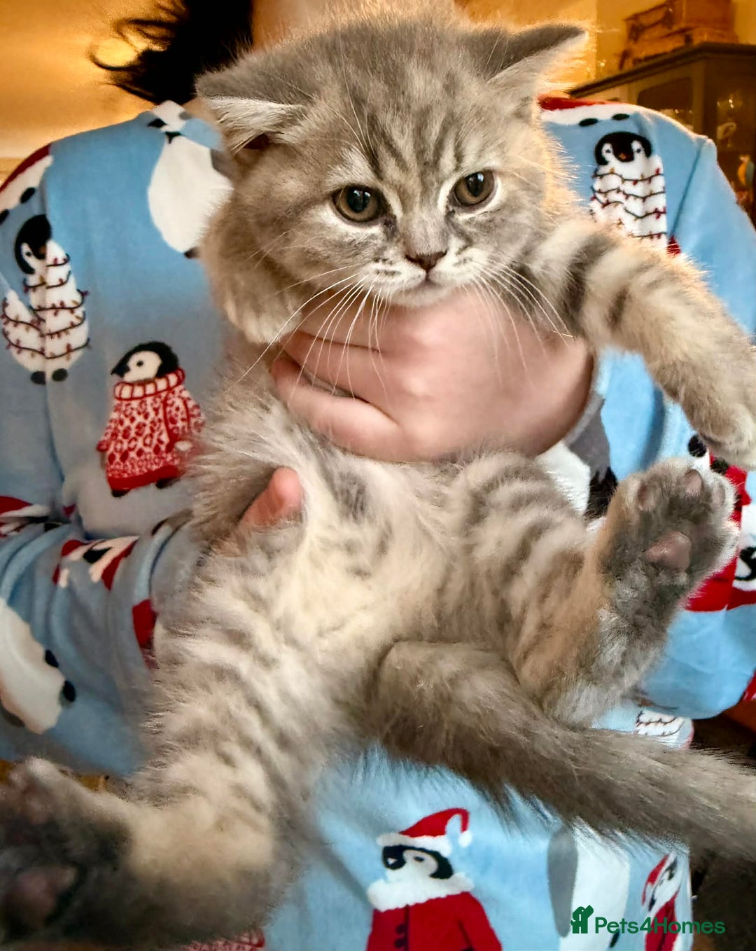 British Shorthair cats for sale: British Shorthair Kittens - Advert 10