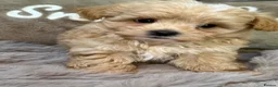 Maltipoo dogs for sale: Maltipoo Babies  - Advert 2