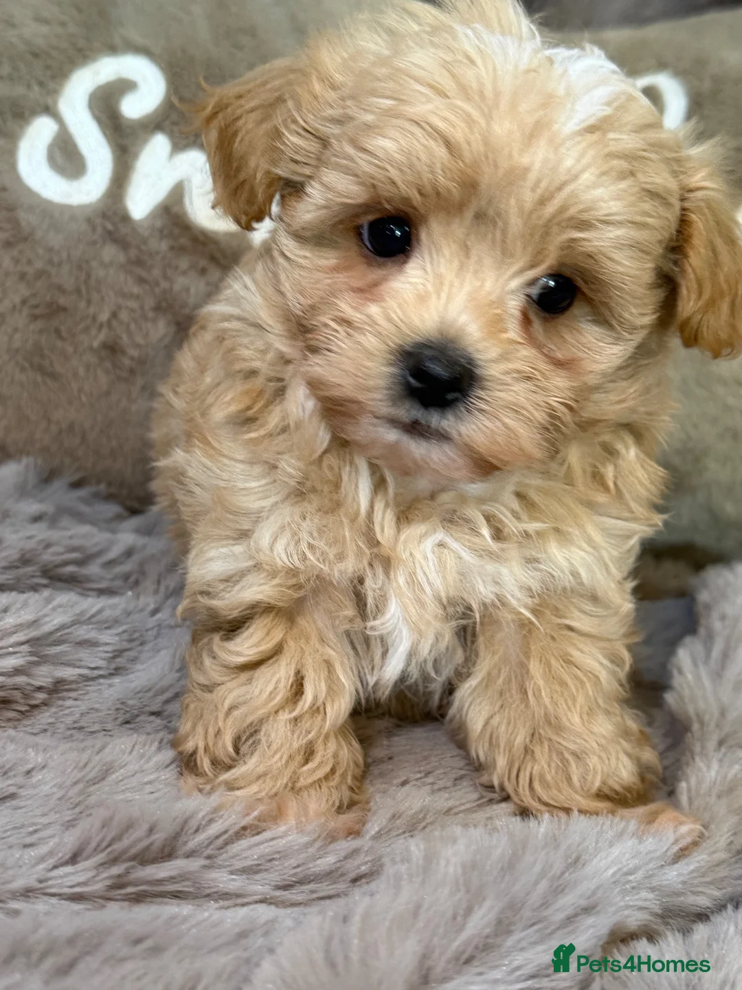 Maltipoo dogs for sale: Maltipoo Babies  - Advert 2