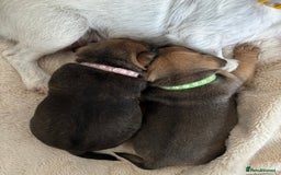 Jack Russell dogs for sale: 2x trio girls available  - Image 1