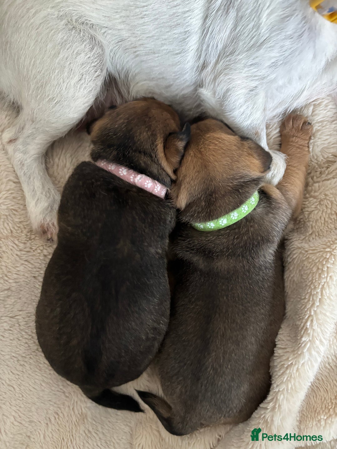 Jack Russell dogs for sale: 2x trio girls available  - Image 1