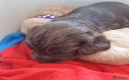 Cocker Spaniel dogs for sale: Kc registered cocker spaniel puppies - Image 11
