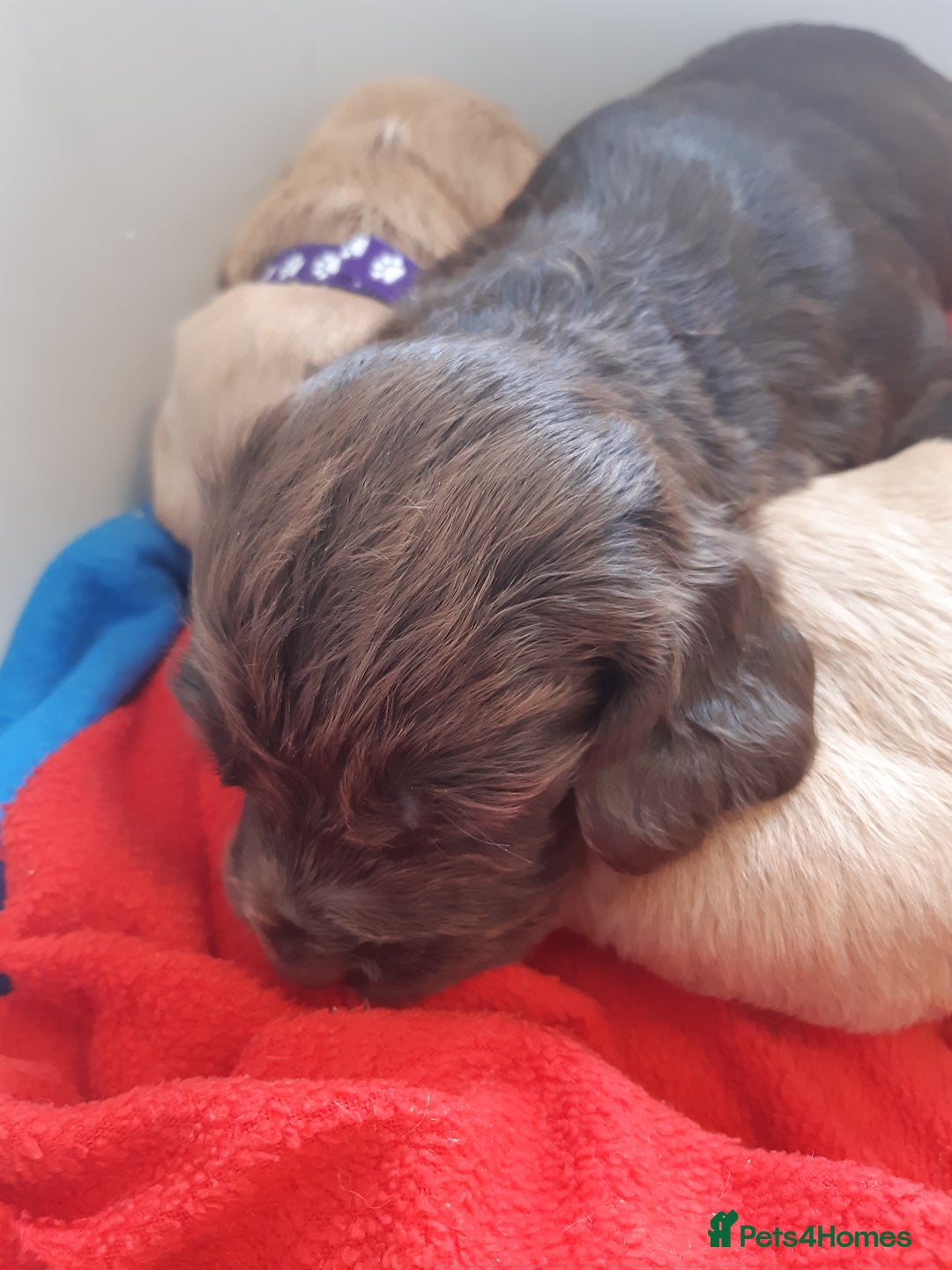 Cocker Spaniel dogs for sale: Kc registered cocker spaniel puppies - Image 11