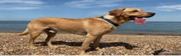 Labrador Retriever dogs for stud: KC Registered Proven Stud Labrador Retriever - Advert 3
