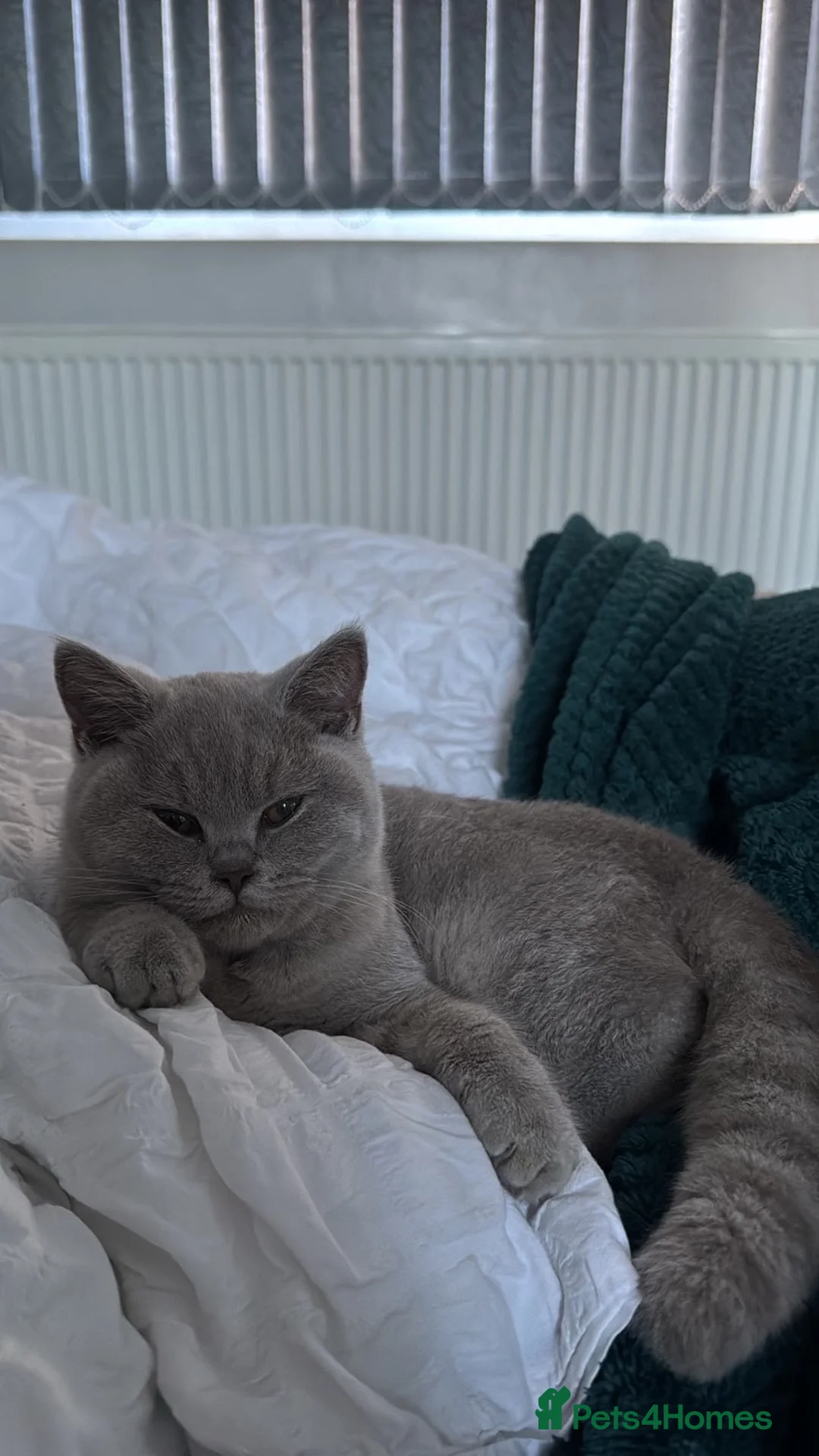 British Shorthair cats for sale: British Shorthair Lilac Kitten – GCCF Registered - Advert 1