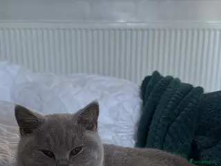 British Shorthair cats British Shorthair Lilac Kitten – GCCF Registered - Advert 1