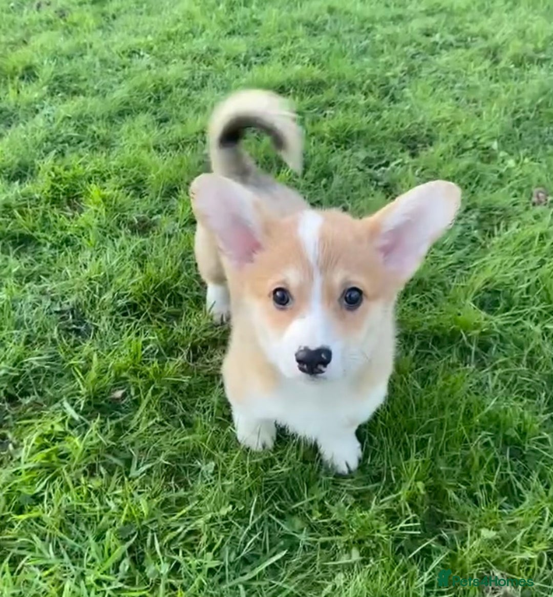 Welsh Corgi Pembroke dogs for sale: 5 KC Reg champ bloodlines & health tested parents - Advert 9