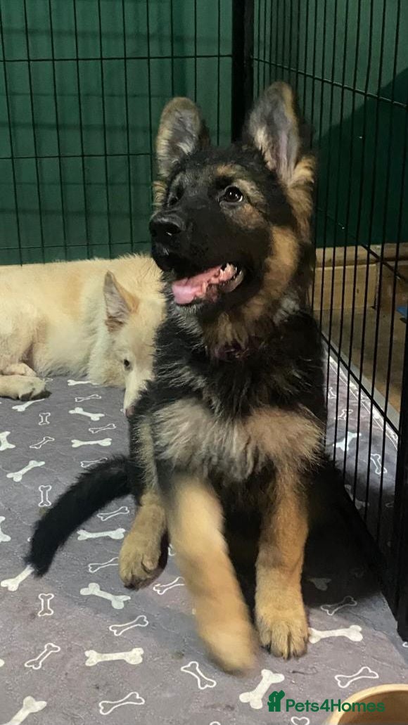 German Shepherd dogs A Healthy Litter Of 7 German Shepherds - Advert 1