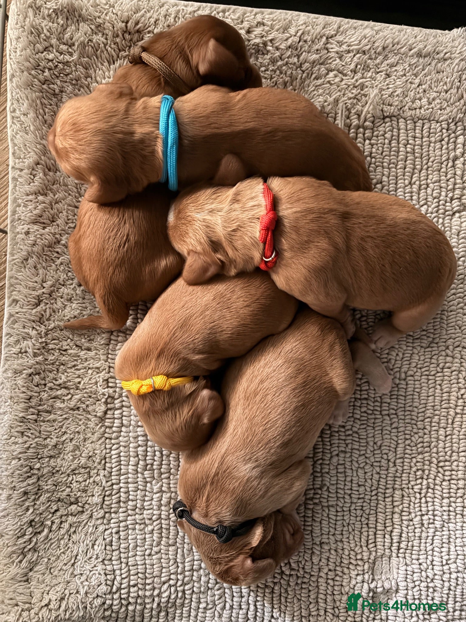 Cocker Spaniel dogs Working Cocker Spaniel Puppies - Advert 1