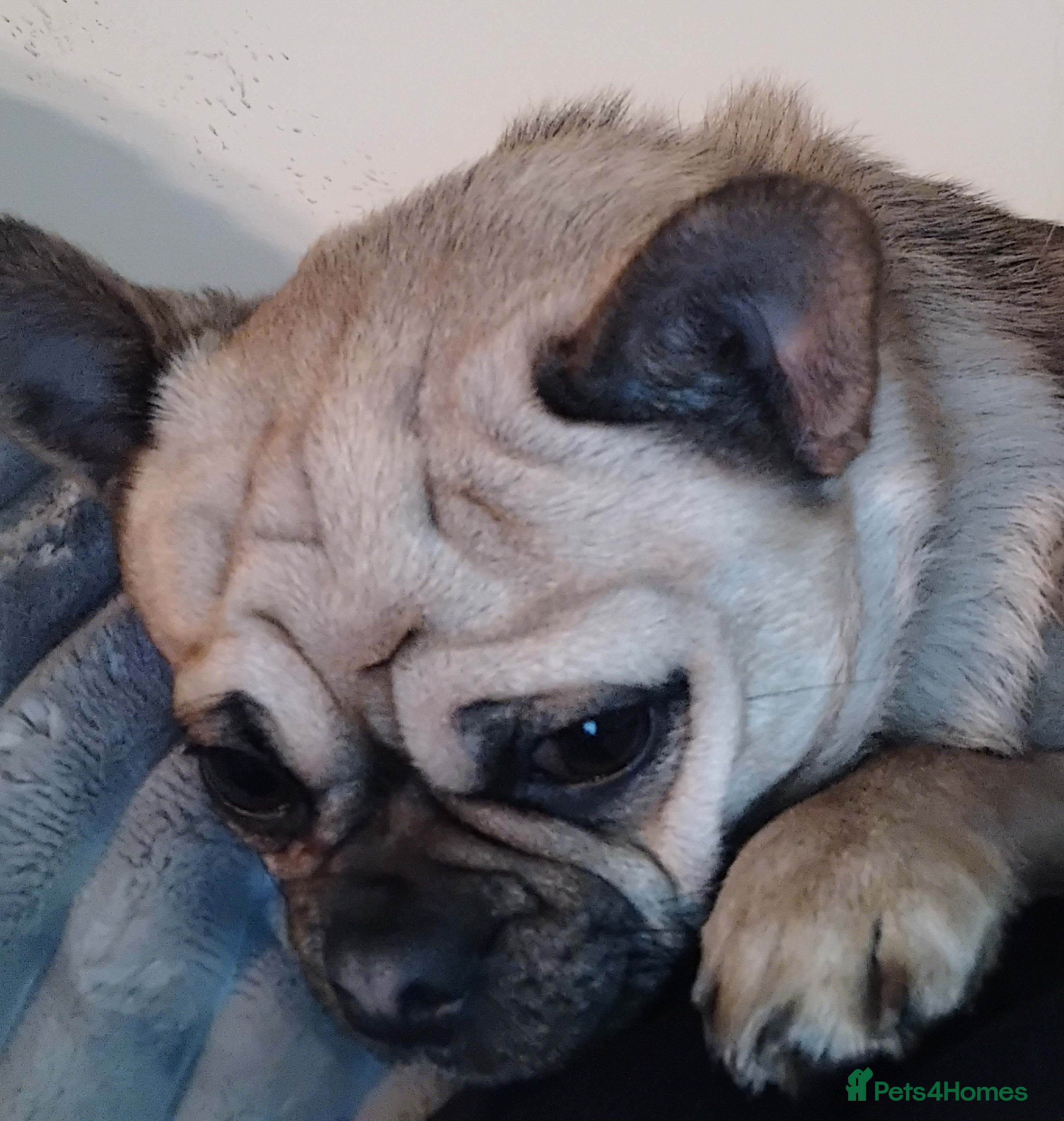 Chug dogs Pug cross - Advert 1