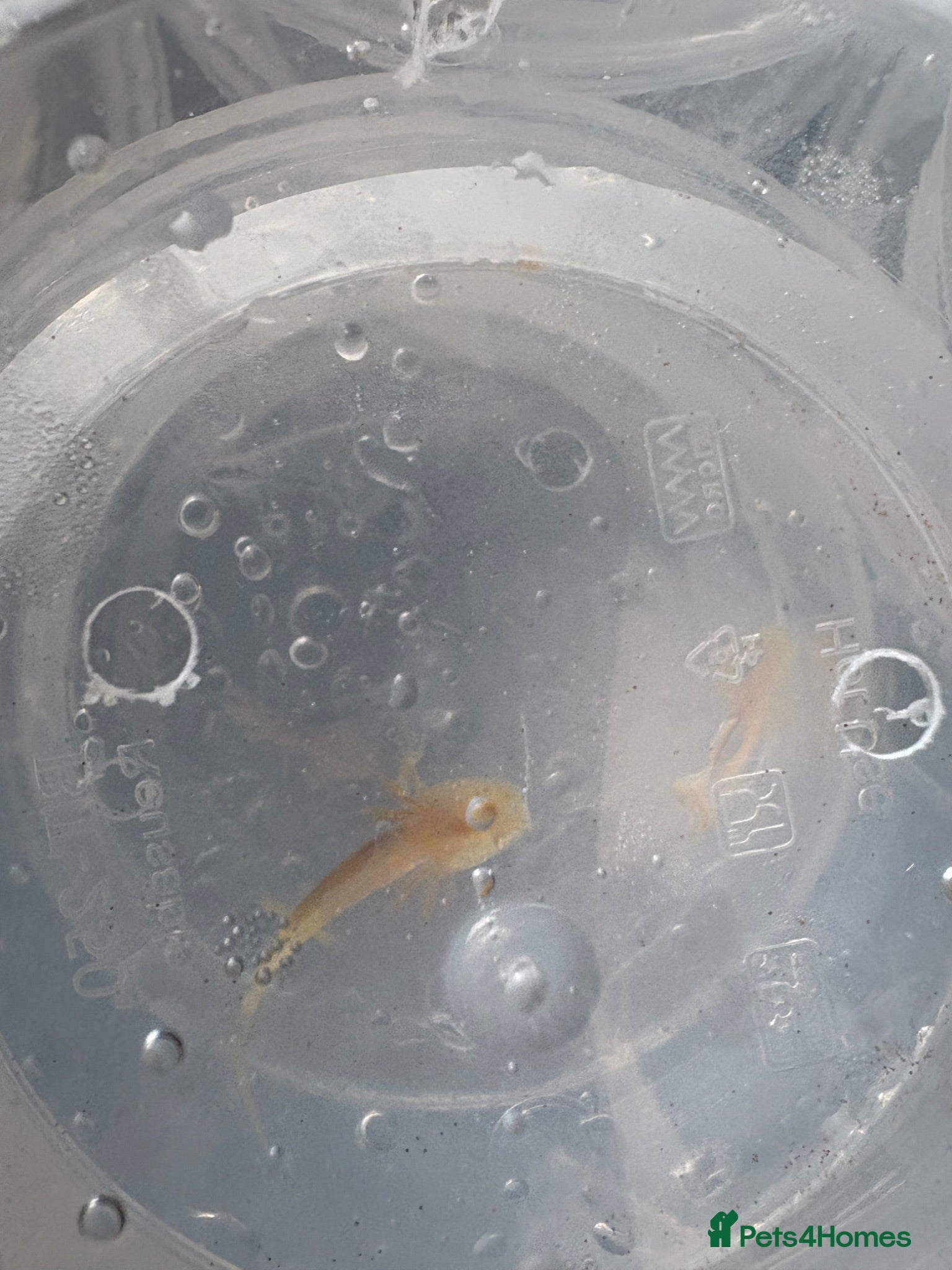 Axolotl reptiles Baby axolotls  - Advert 2