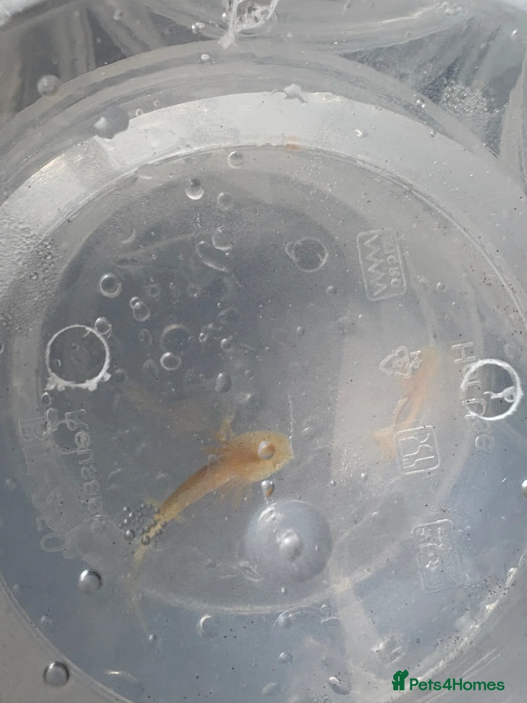 Axolotl reptiles for sale: Baby axolotls  - Advert 1