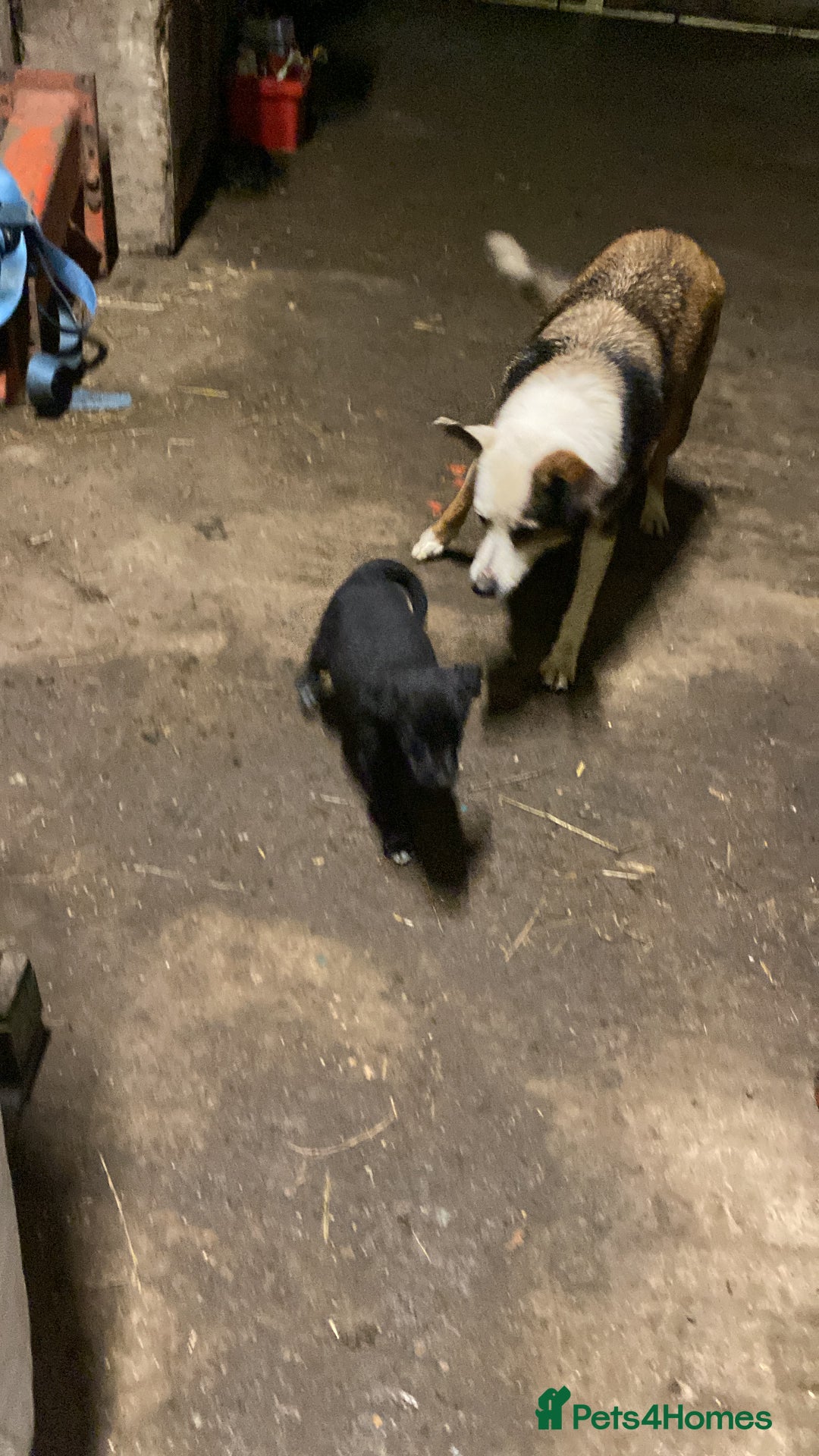 Mixed Breed dogs for sale: One little male Labrador x collie - Advert 11