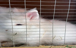 Lionhead rabbits for sale: 2 boys rabbits w blue eyes left to purchase  - Image 7