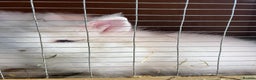 Lionhead rabbits for sale: 2 boys rabbits w blue eyes left to purchase  - Advert 7