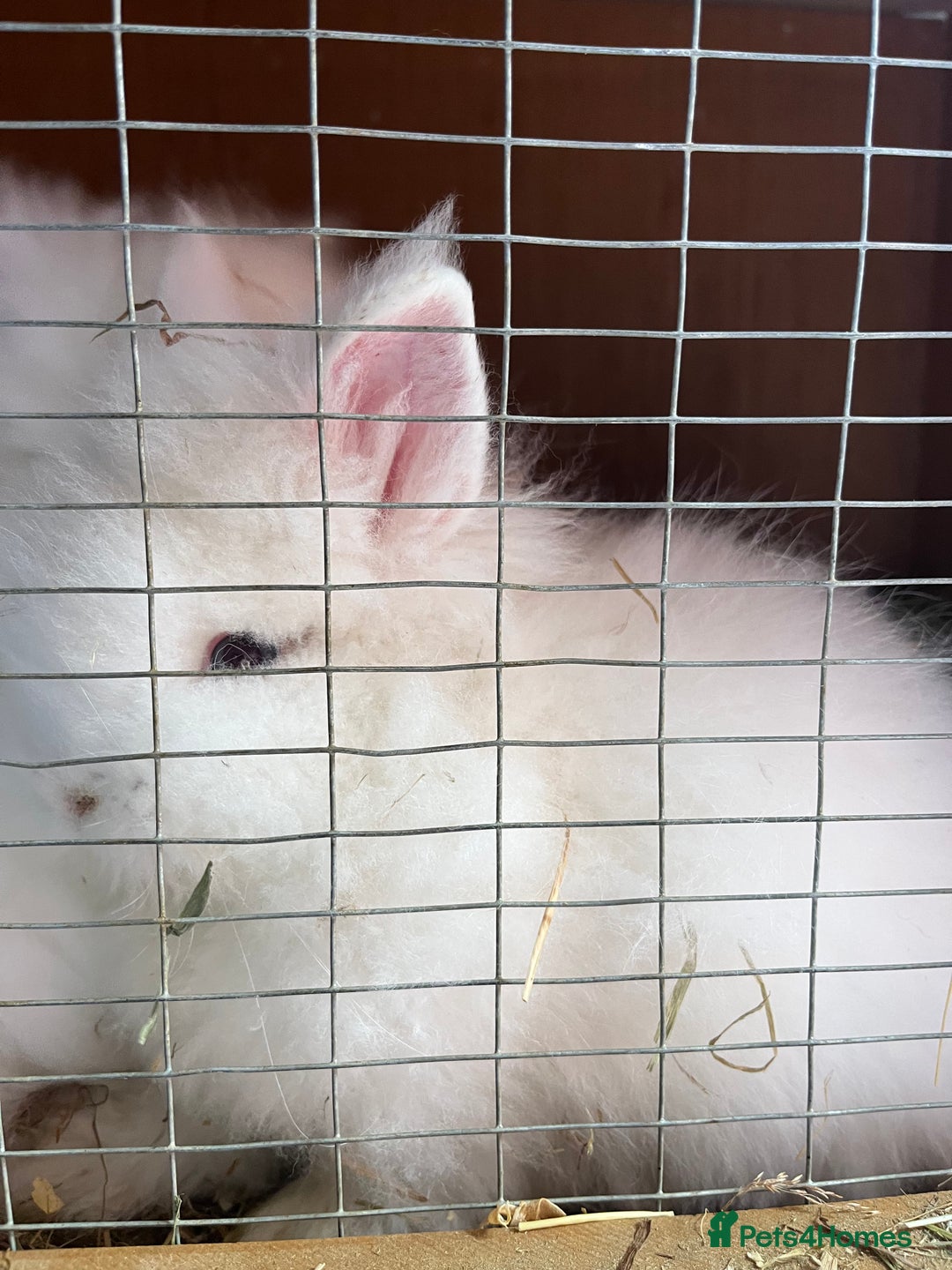 Lionhead rabbits for sale: 2 boys rabbits w blue eyes left to purchase  - Image 7
