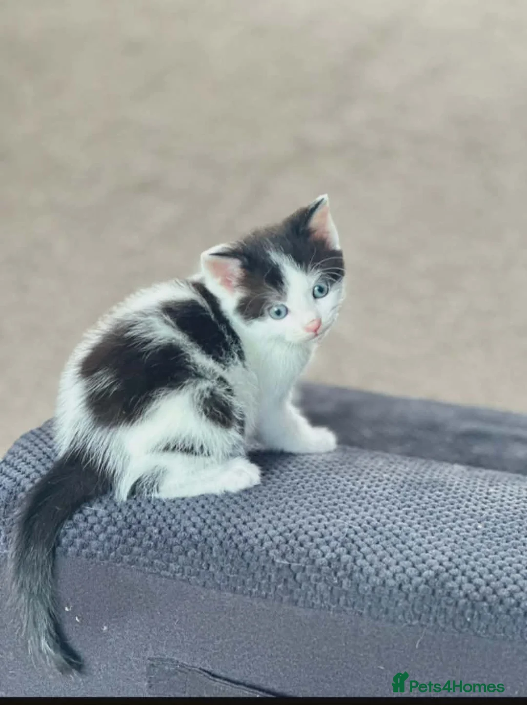 Mixed Breed cats for sale: Stunning long haired kittens  in Leeds - Advert 2