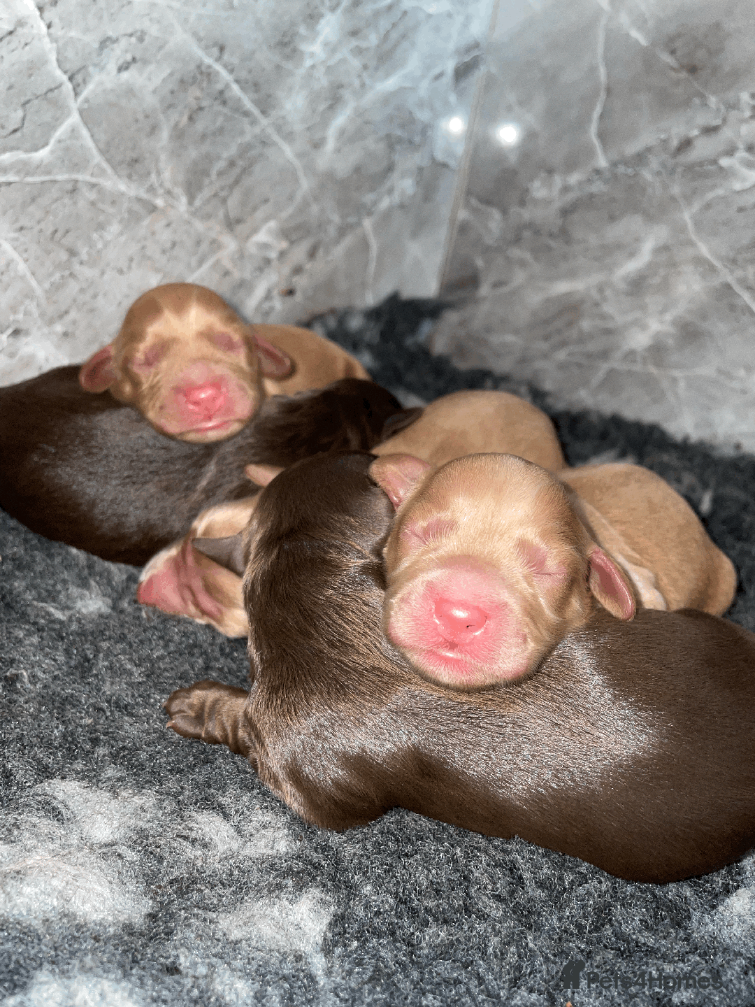 Cockapoo dogs for sale: Fluffy Thick coated F1 Cockapoos/DNA Health tested - Image 16