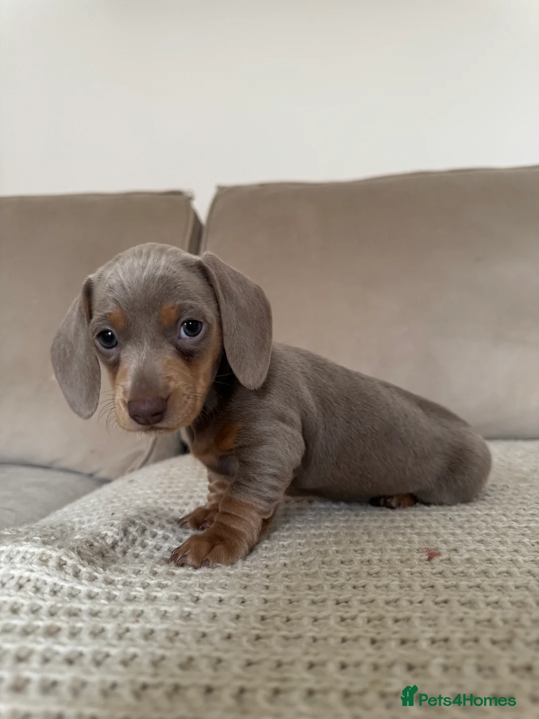 Miniature Dachshund dogs for sale: Beautiful Isabella and Tan Miniature Dachshunds  - Advert 6