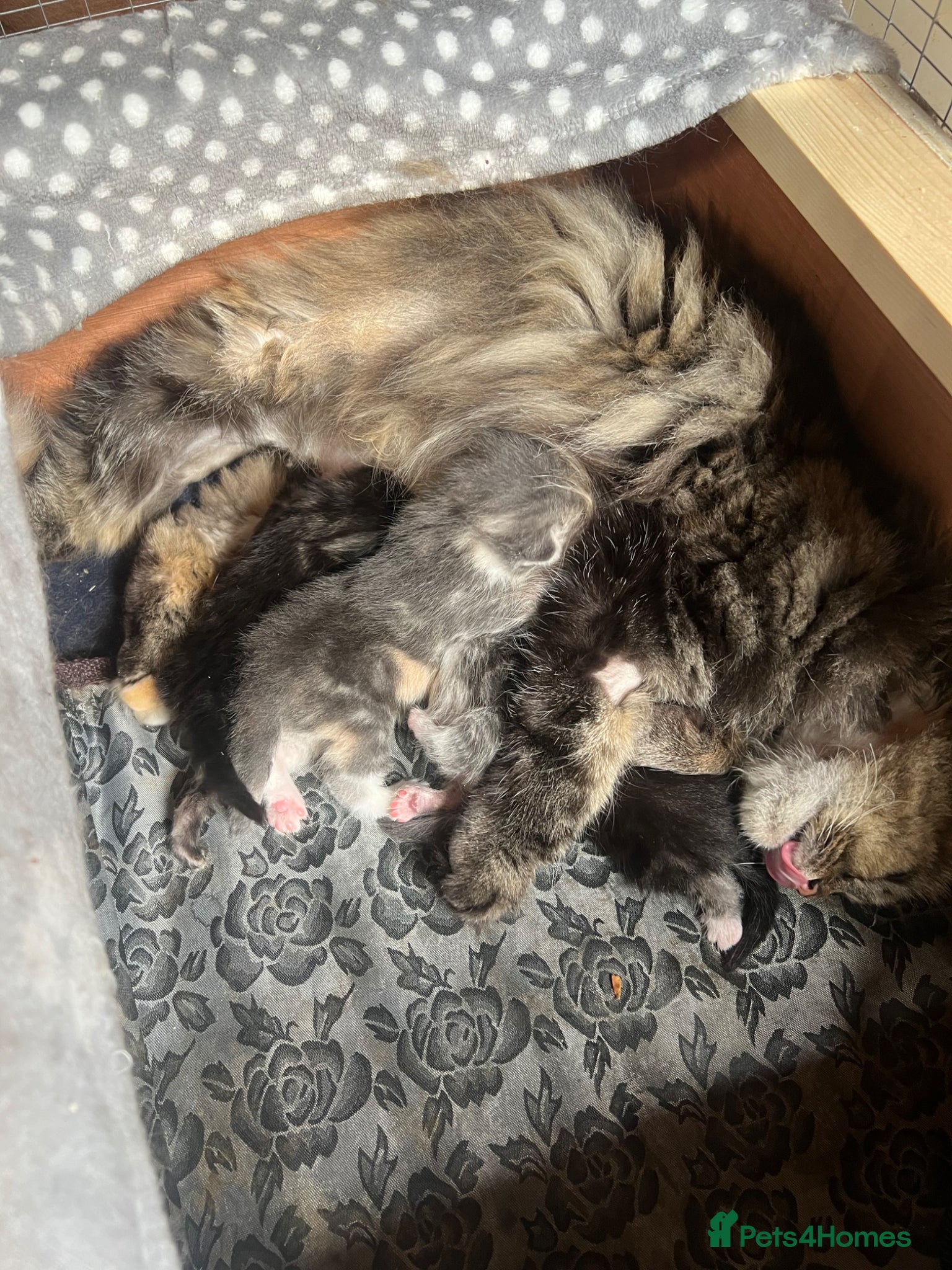 Mixed Breed cats Persian x Siamese  kittens for sale  - Advert 7