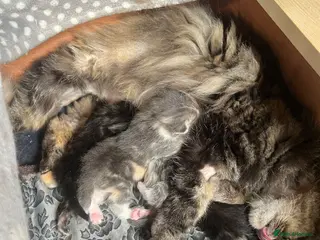 Mixed Breed cats Persian x Siamese kittens for sale - Advert 2