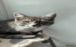 Mixed Breed cats for sale: female bengal cross kitten  - Image 2