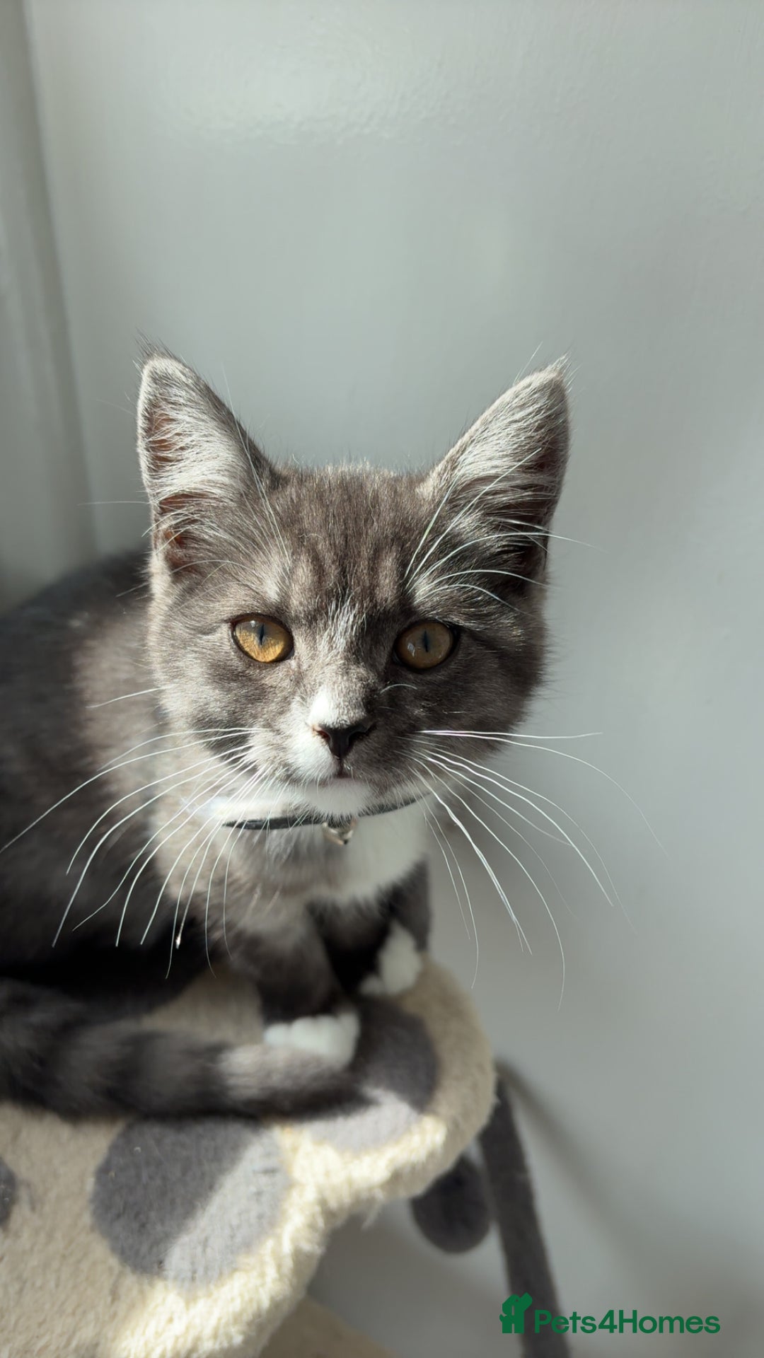 Mixed Breed cats for sale: female bengal cross kitten  - Image 2