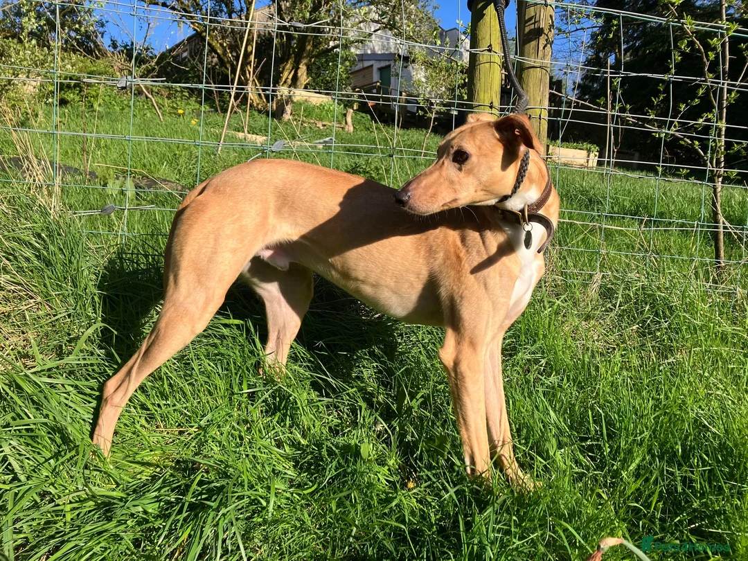 Lurcher dogs for adoption: LENNOX, 2-year-old lurcher in rescue in Halifax - Advert 2