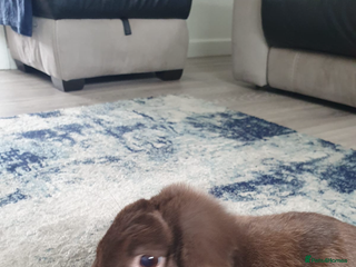 Mini Lop rabbits - Advert 20